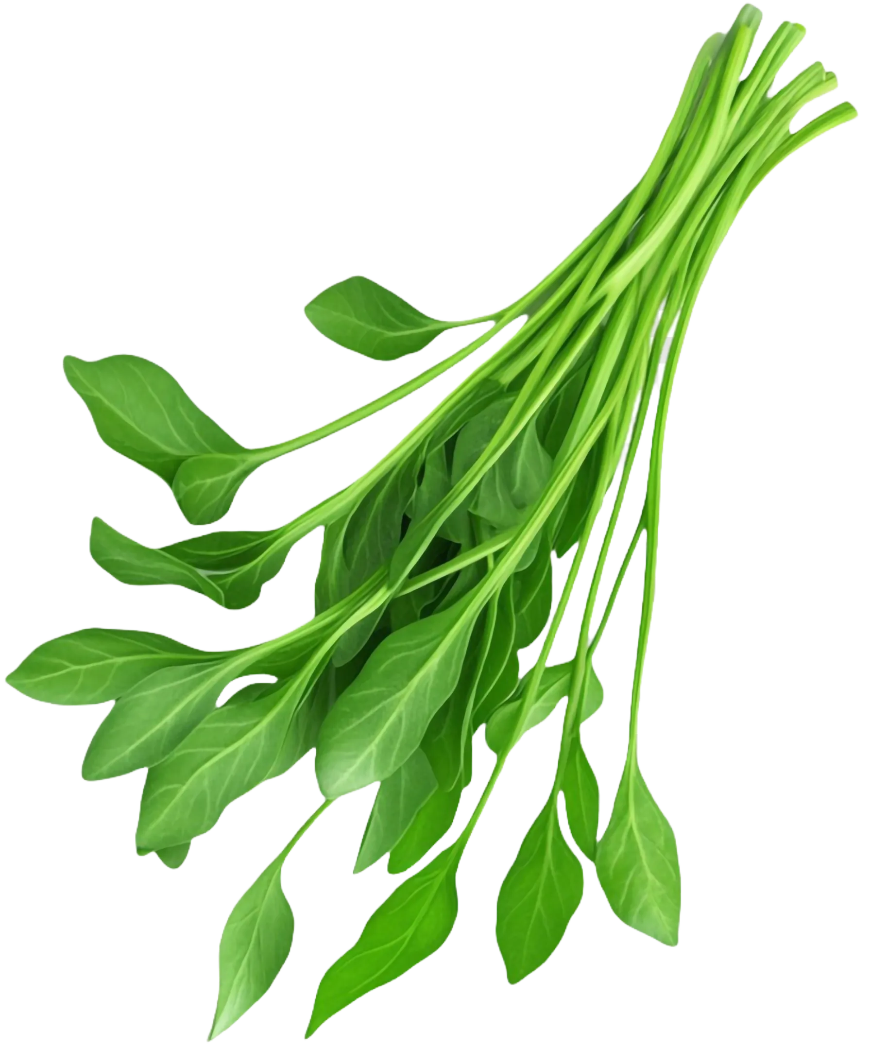 Apfelbaum - Restaurant - Blatt